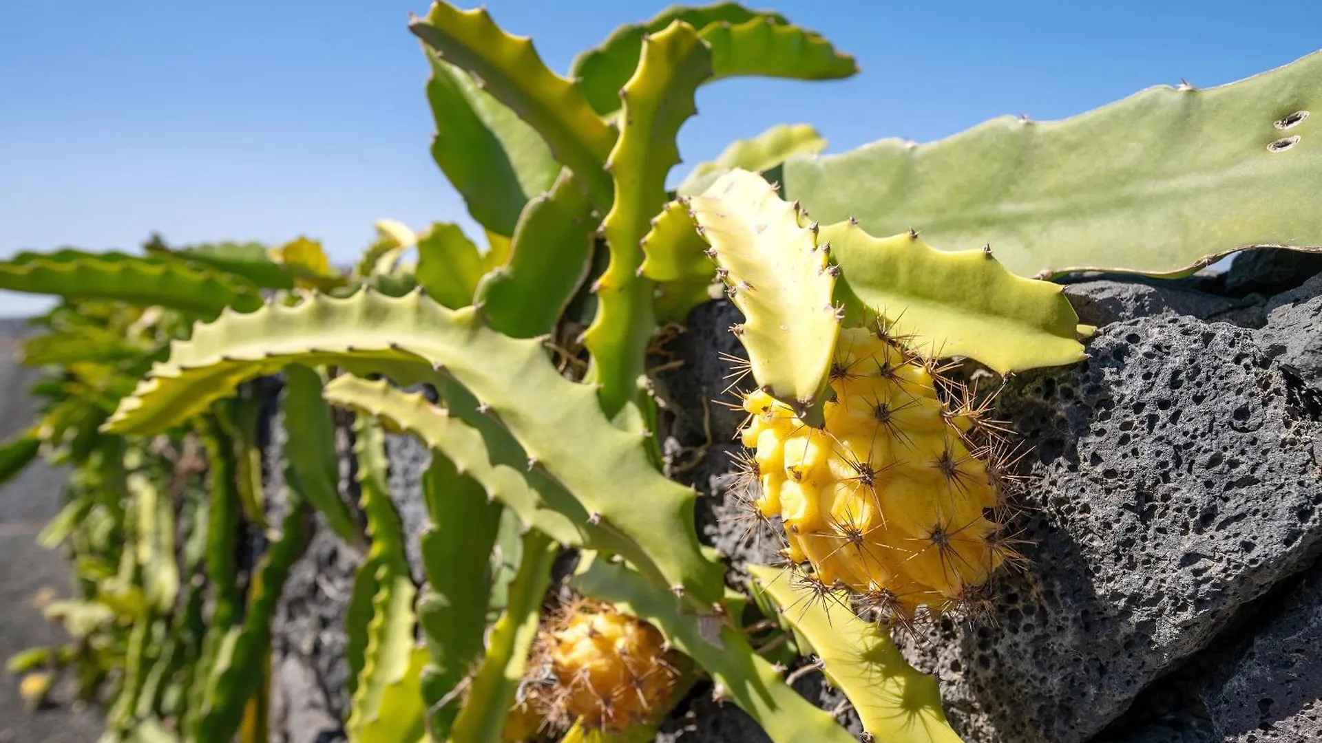 Finca El Refugio Teguise  Holiday home Teguise (Lanzarote)